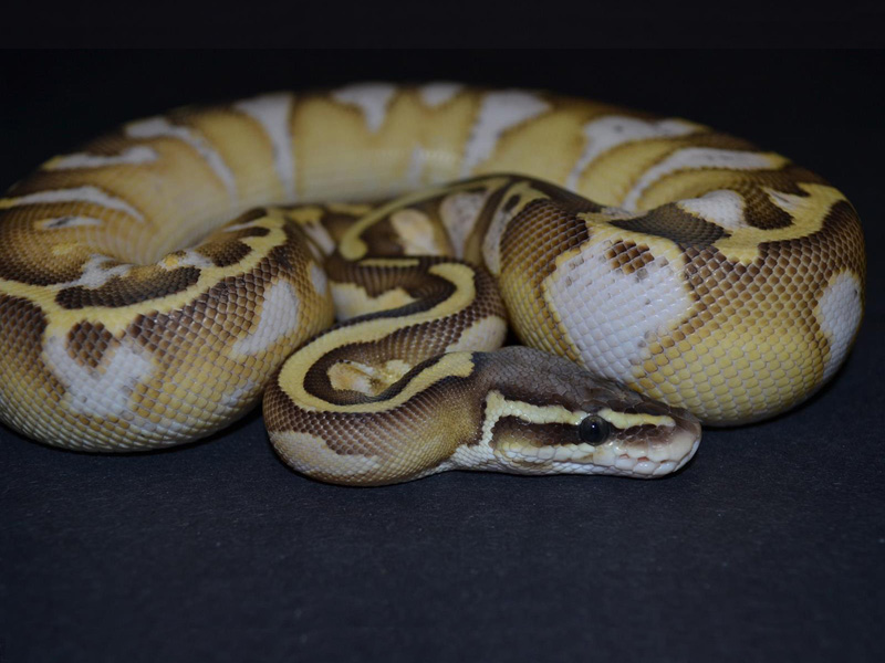 Butter Pastel Calico