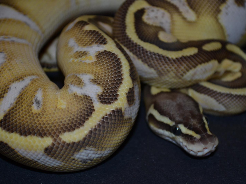 Butter Pastel Calico