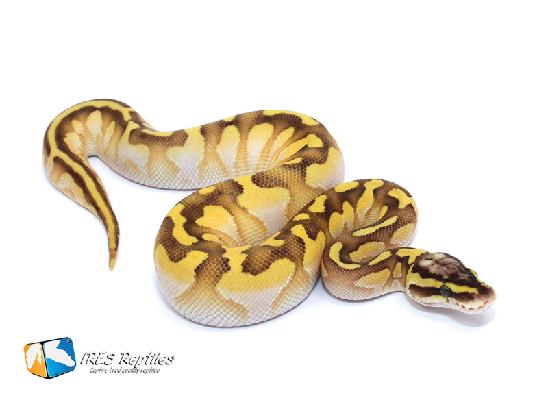 Butter Pastel Enchi Calico