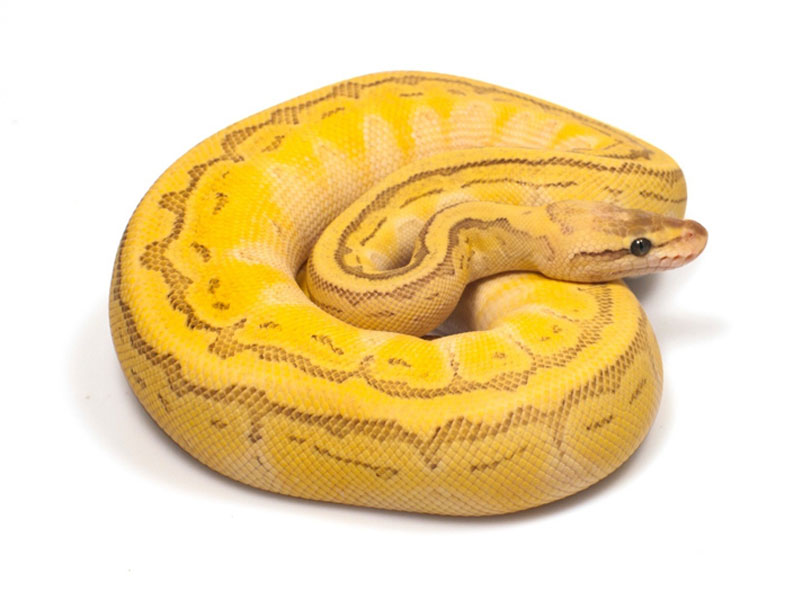 Butter Pastel Pinstripe