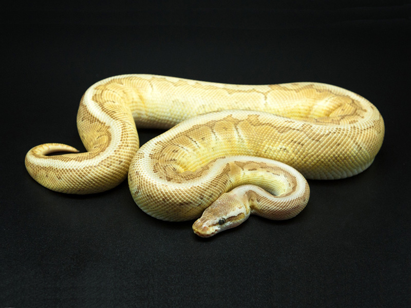 Butter Pastel Pinstripe