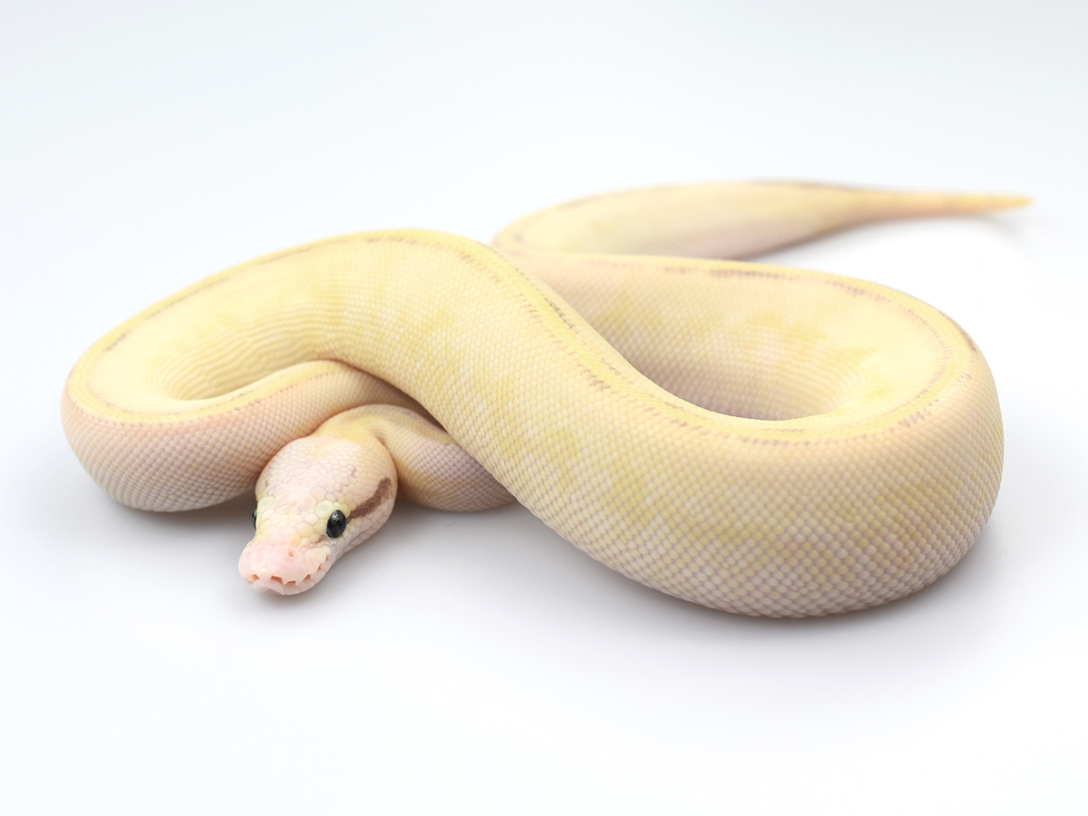 Butter Pastel Spark Yellow Belly