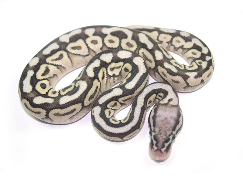 Butter Pastel Spotnose