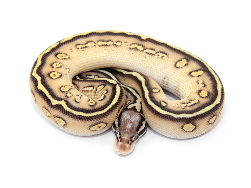 Butter Pastel Stranger Yellow Belly