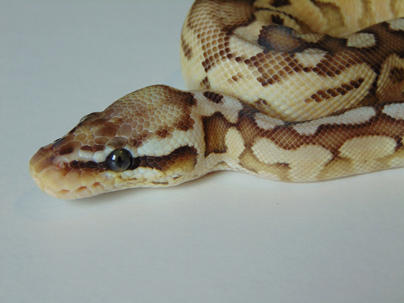 Butter Pastel Woma