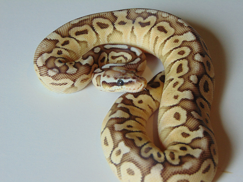 Butter Pastel Woma