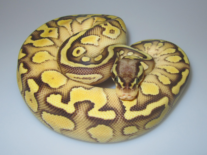 Butter Pastel Yellow Belly