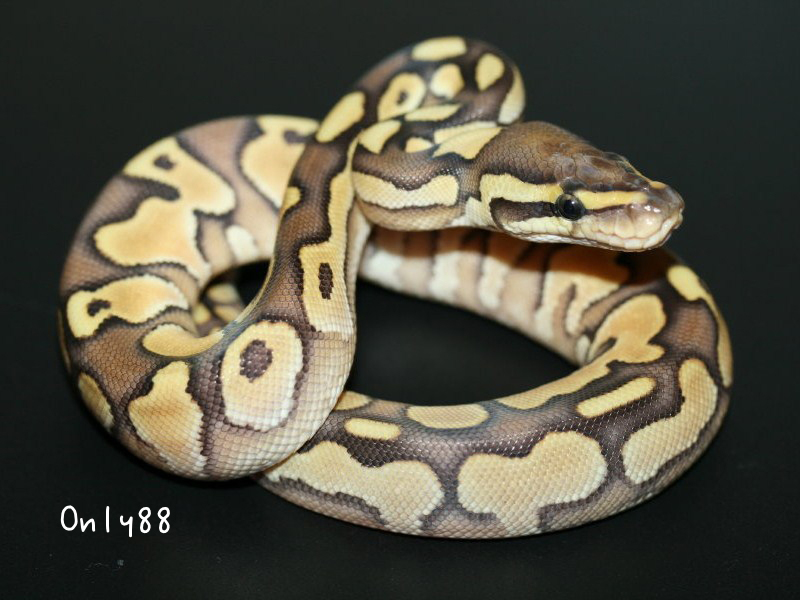 Butter Pastel Yellow Belly