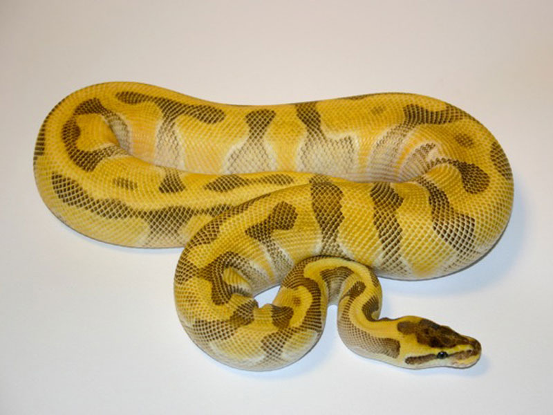Morph List World of Ball Pythons