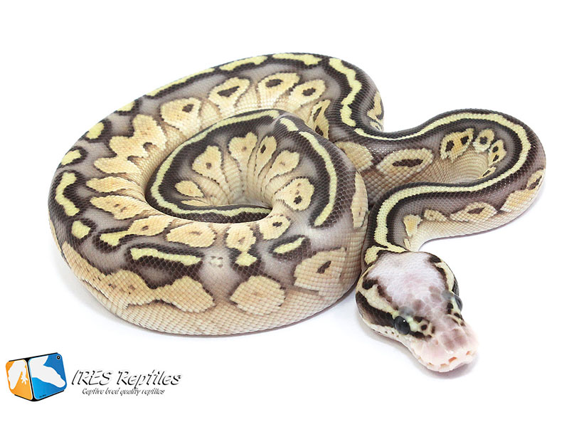 Butter Super Pastel Yellow Belly