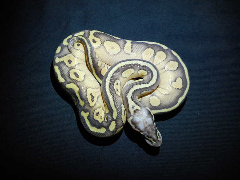 Butter Super Pastel Yellow Belly