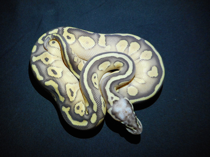 Butter Super Pastel Yellow Belly