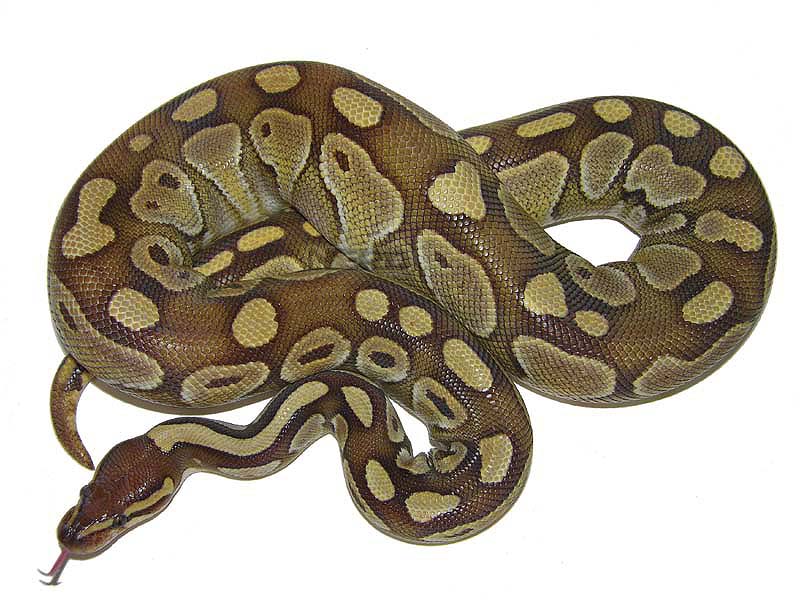 Northwest Reptiles - Butter Ball Python Description and Photos - Ball Python  breeder