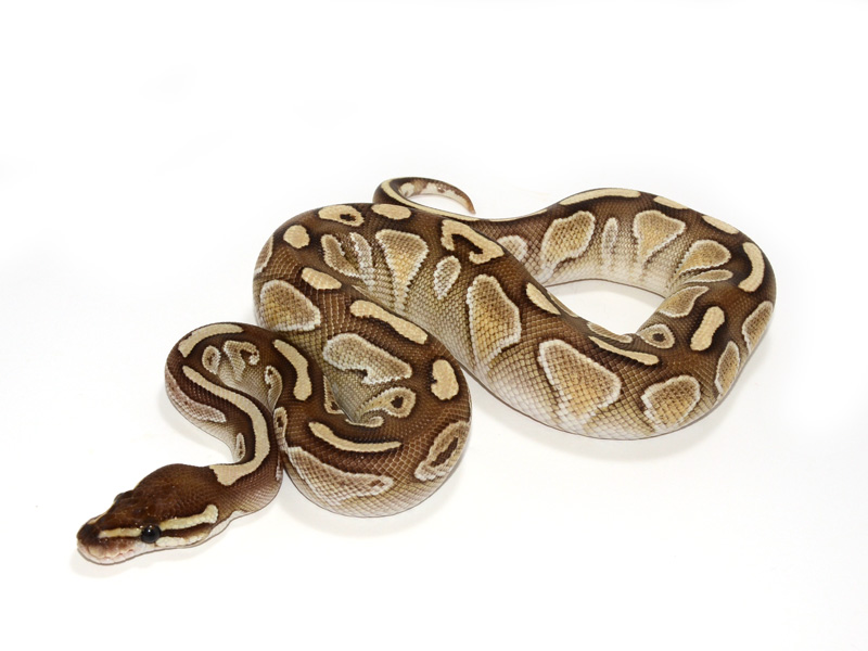 Northwest Reptiles - Butter Ball Python Description and Photos - Ball Python  breeder