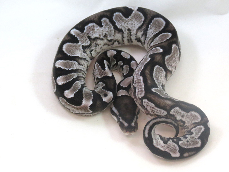 Calico Axanthic - VPI Line