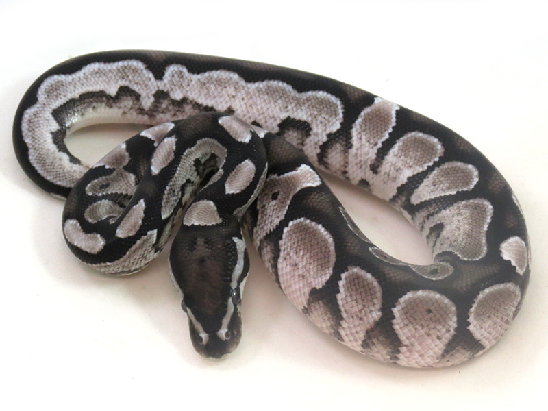 Calico Axanthic - VPI Line