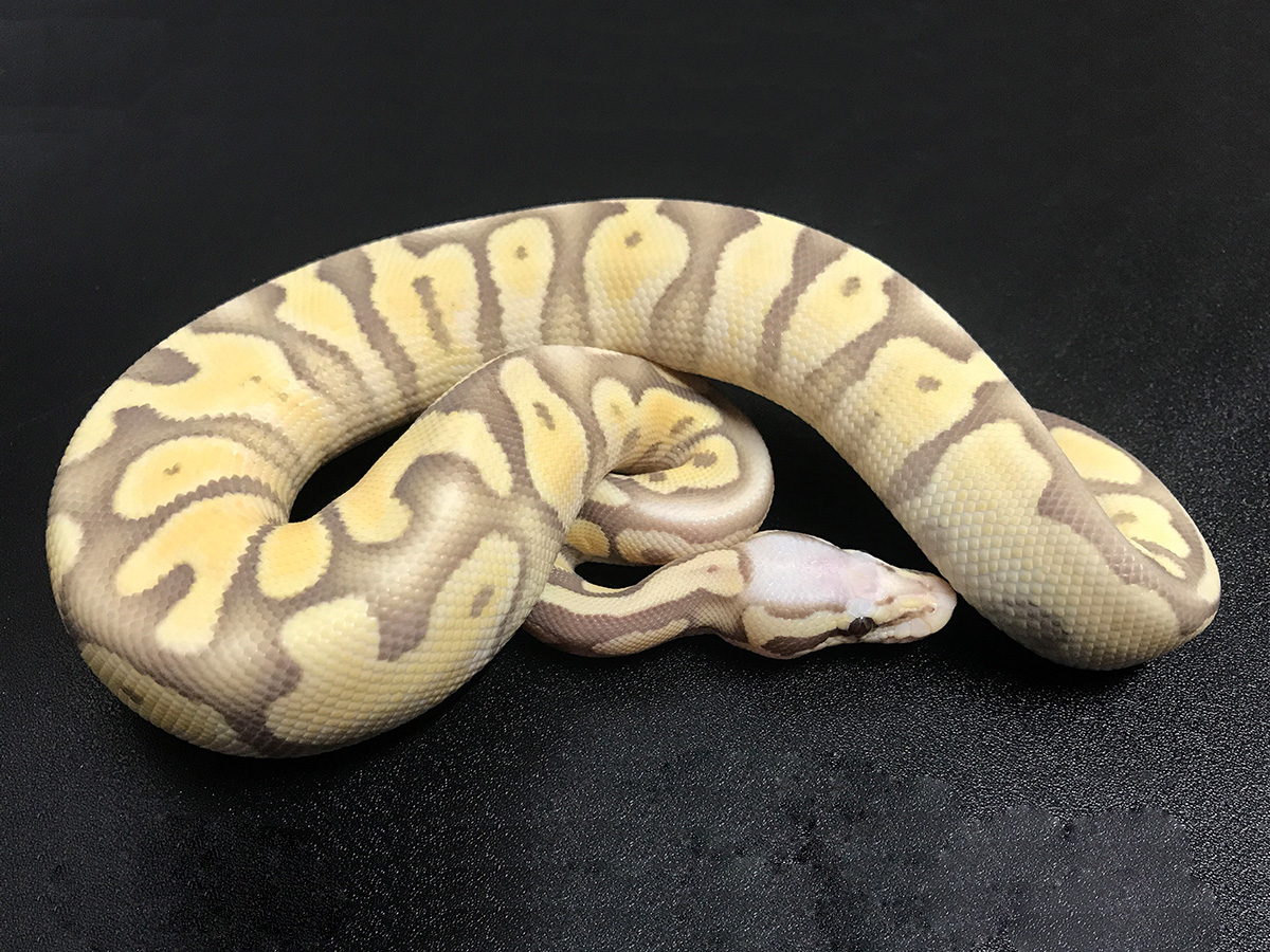 Calico Caramel Albino Desert Ghost Pastel