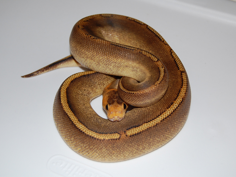 Calico Champagne Yellow Belly