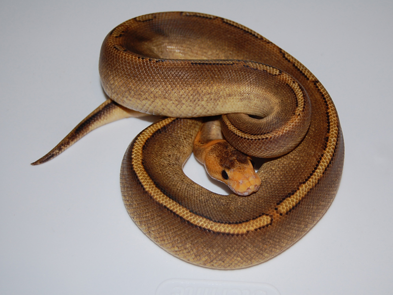 Calico Champagne Yellow Belly