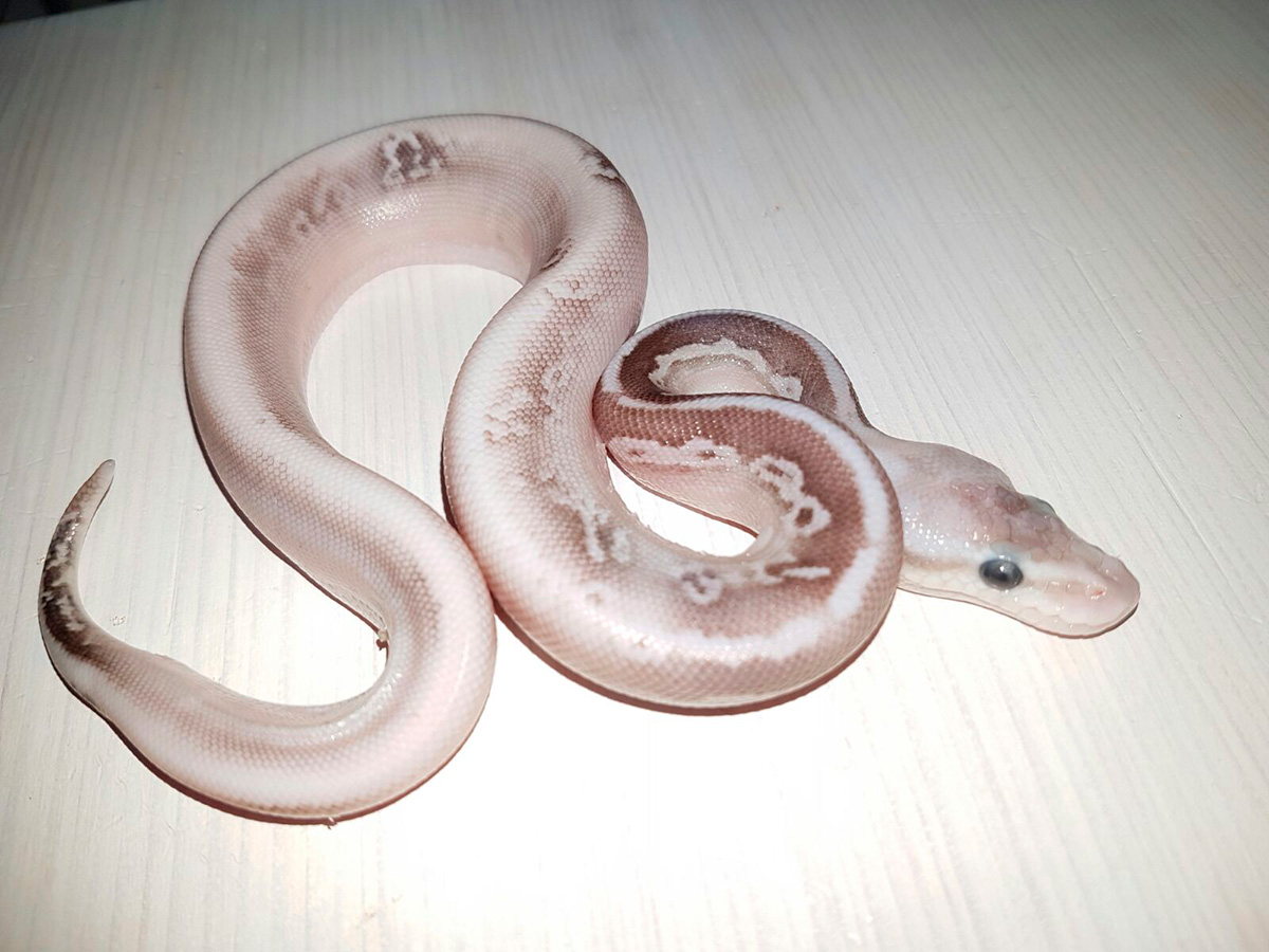 Calico Cinnamon Fire Lesser Pastel