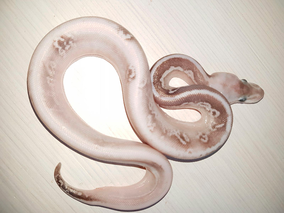 Calico Cinnamon Fire Lesser Pastel