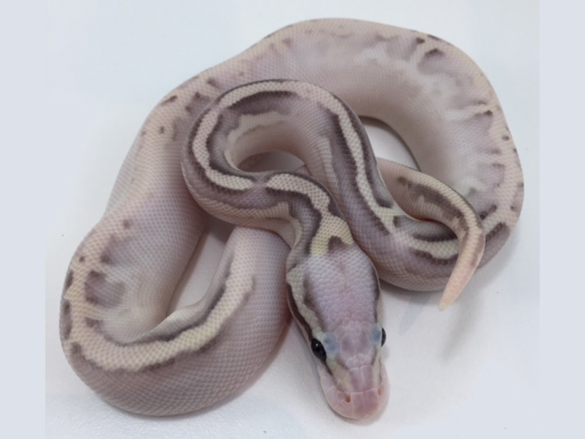 Calico Cinnamon Fire Lesser Super Pastel