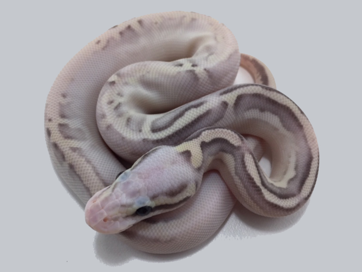 Calico Cinnamon Fire Lesser Super Pastel