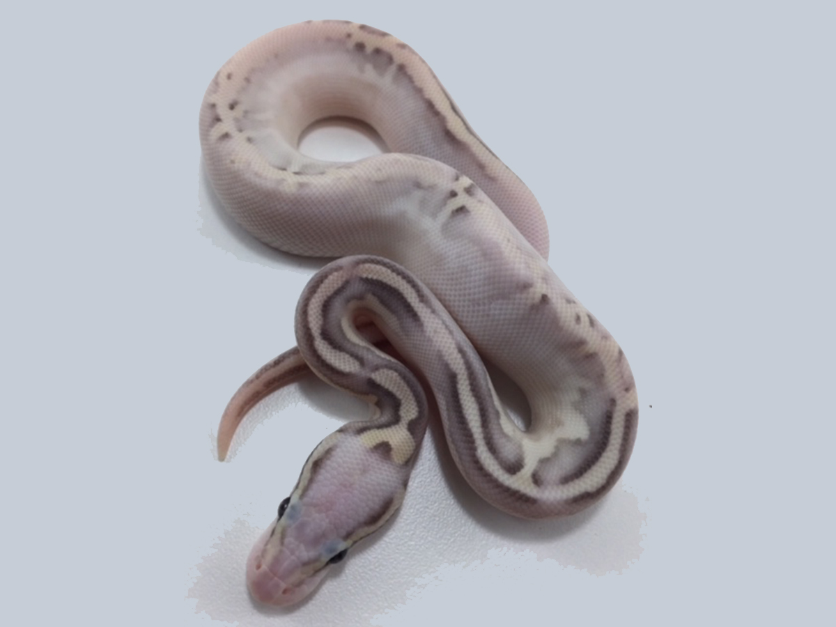 Calico Cinnamon Fire Lesser Super Pastel