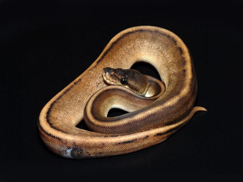 Calico Cinnamon Genetic Stripe