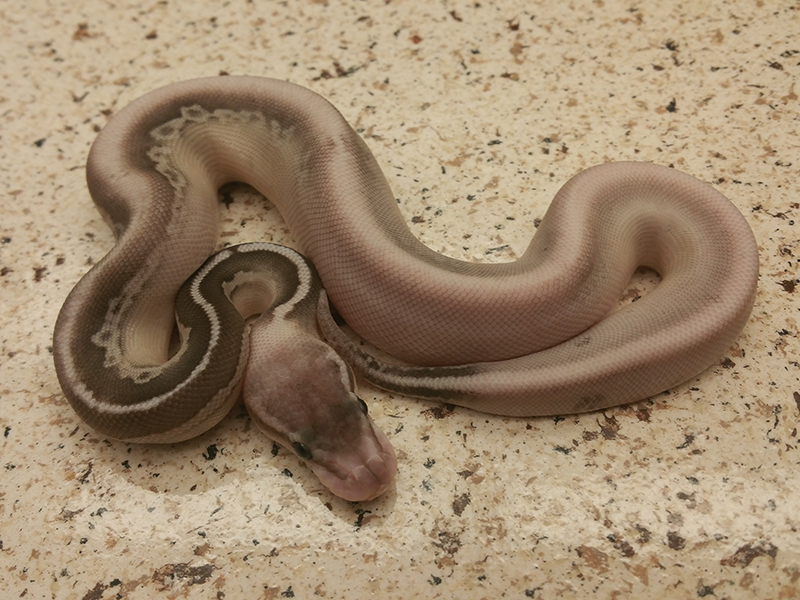 Calico Cinnamon Lesser Pastel