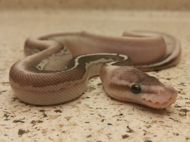 Calico Cinnamon Lesser Pastel