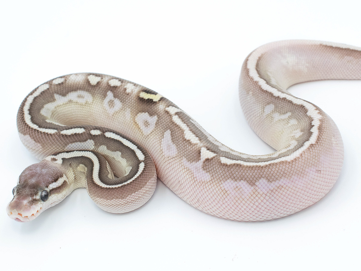 Calico Cinnamon Lesser Pastel