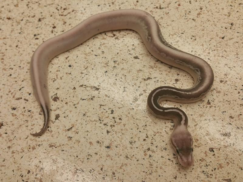 Calico Cinnamon Lesser Pastel