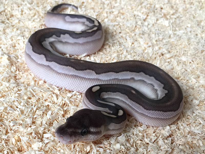 Calico Cinnamon Lesser