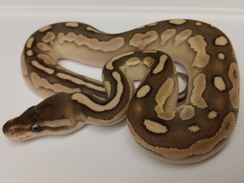 Calico Cinnamon Lesser