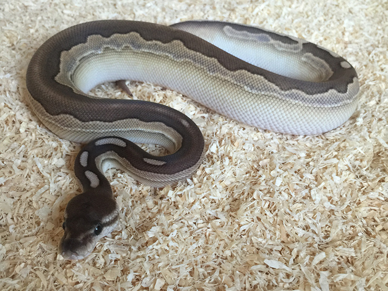 Calico Cinnamon Lesser