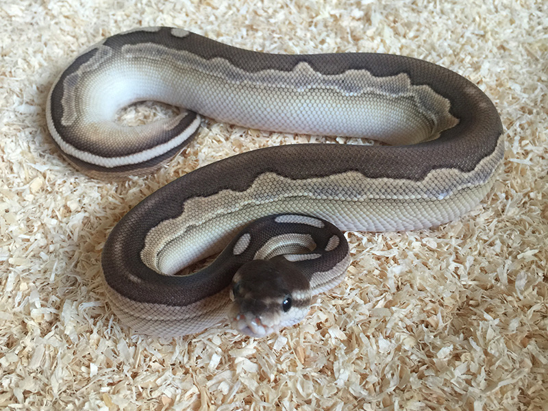 Calico Cinnamon Lesser