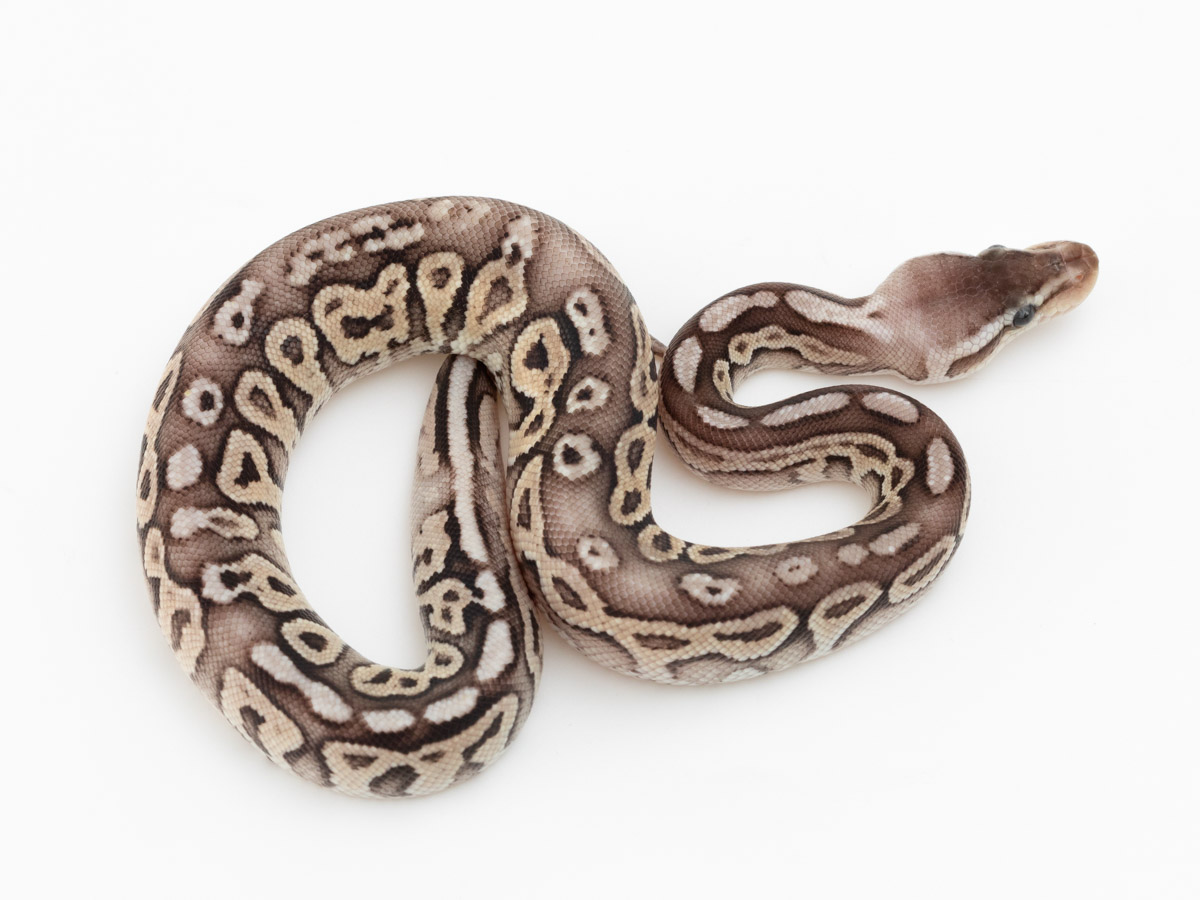 Calico Cinnamon Pastel Specter