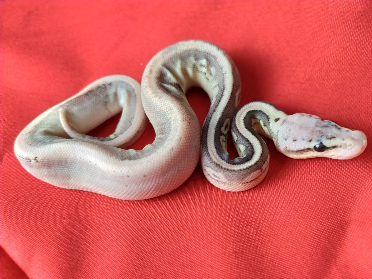 Calico Cinnamon Super Pastel Yellow Belly