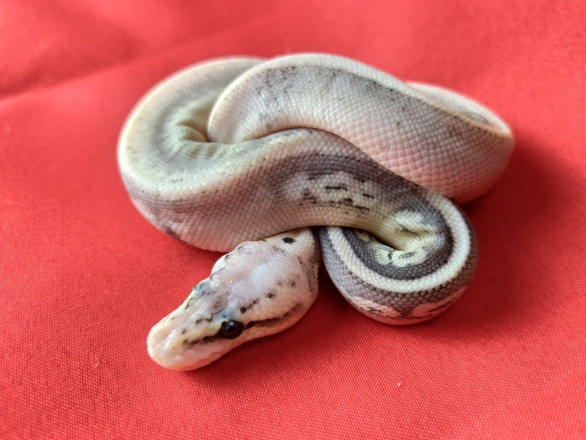 Calico Cinnamon Super Pastel Yellow Belly