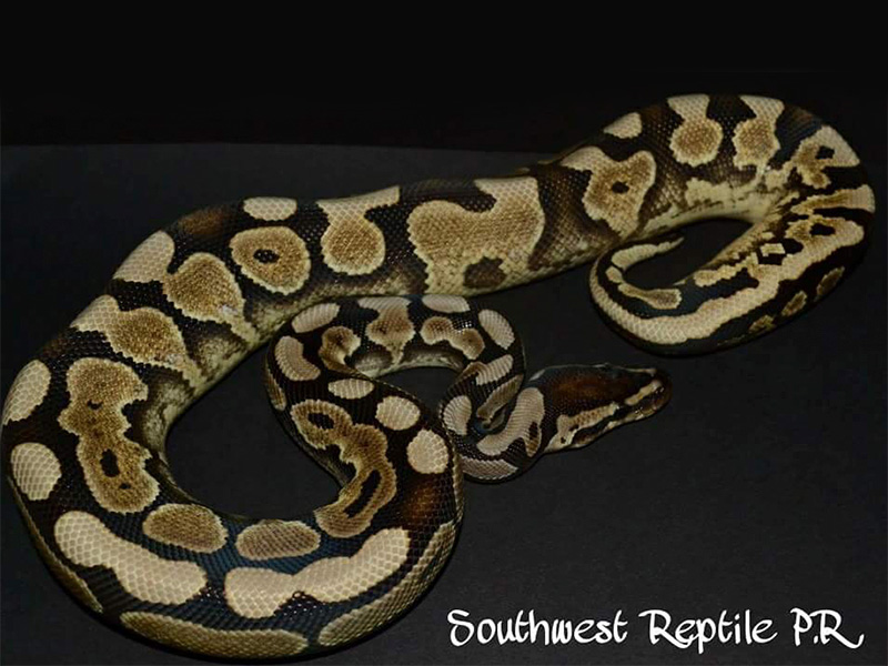 Calico Desert Het Red Axanthic