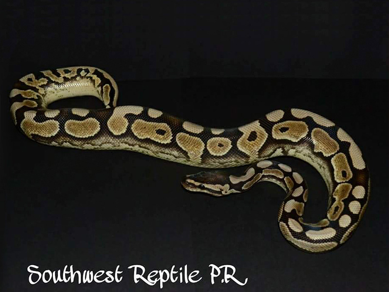 Calico Desert Het Red Axanthic