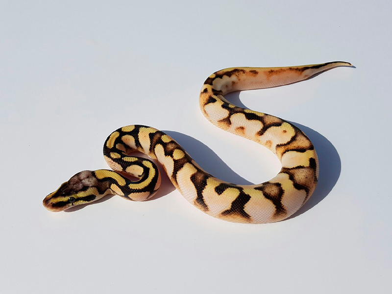 Calico Enchi Fire Pastel