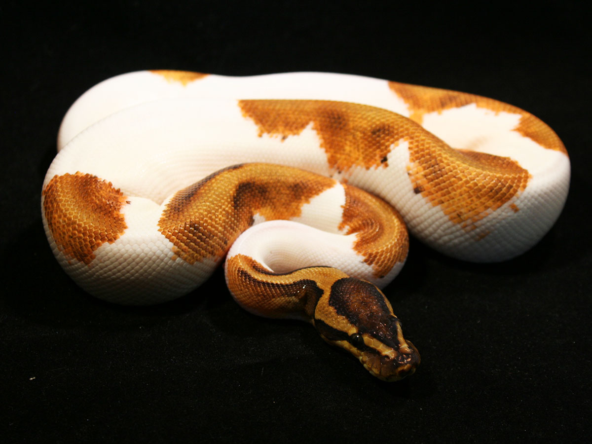 Calico Enchi Fire Piebald