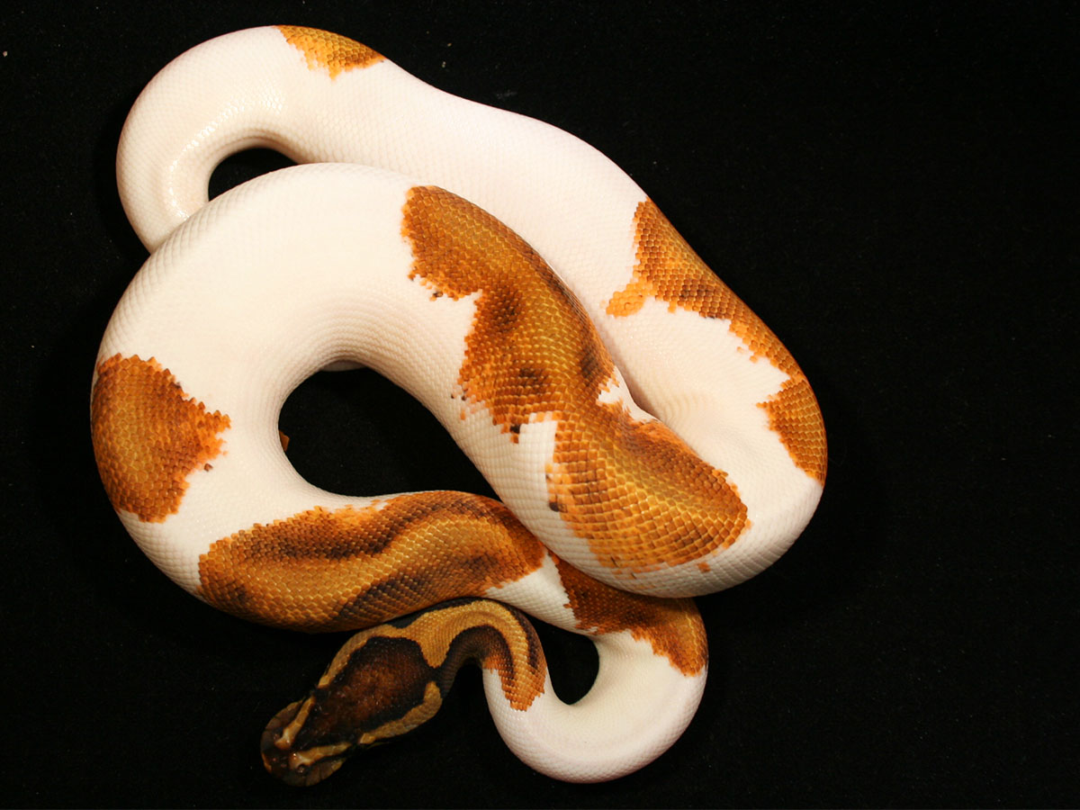 Calico Enchi Fire Piebald