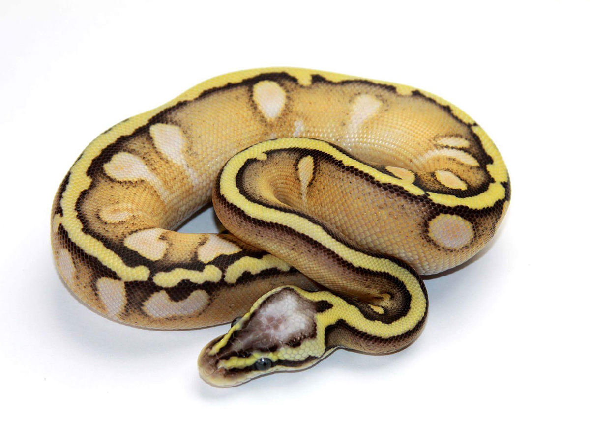 Calico Enchi Fire Super Pastel