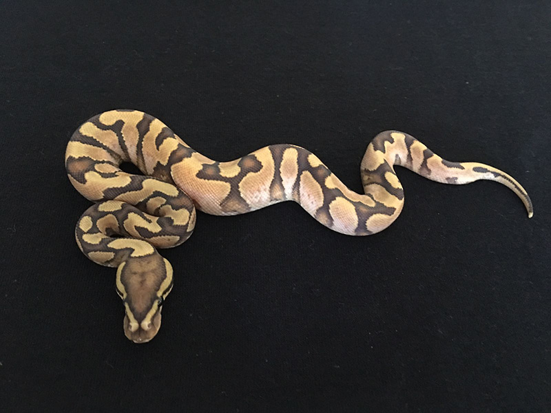 Calico Enchi Ghost