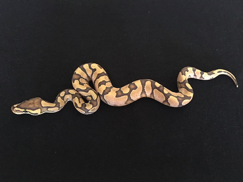 Calico Enchi Ghost