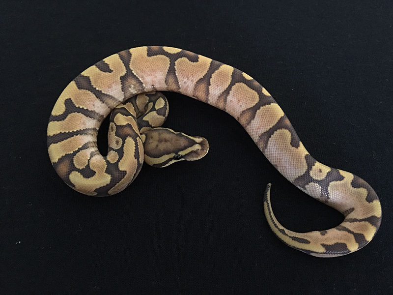 Calico Enchi Ghost