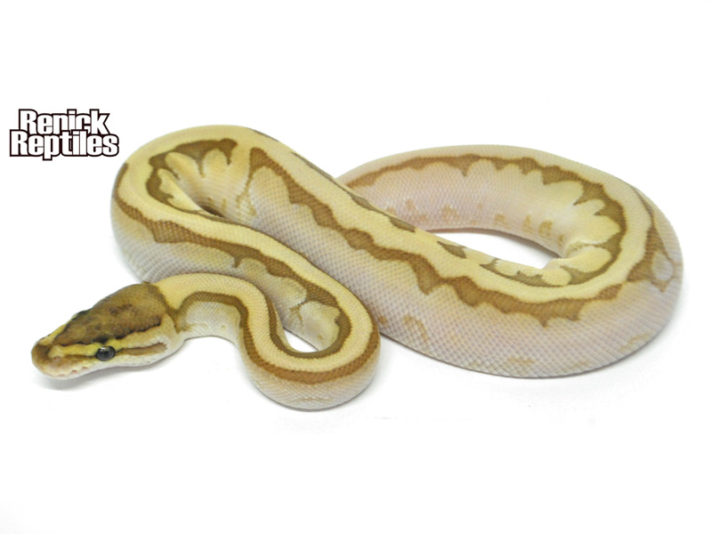 Calico Enchi Kingpin